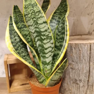 Sansevierias