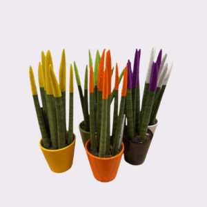 Sansevieria Cylíndrica Punta de Color Fantasía